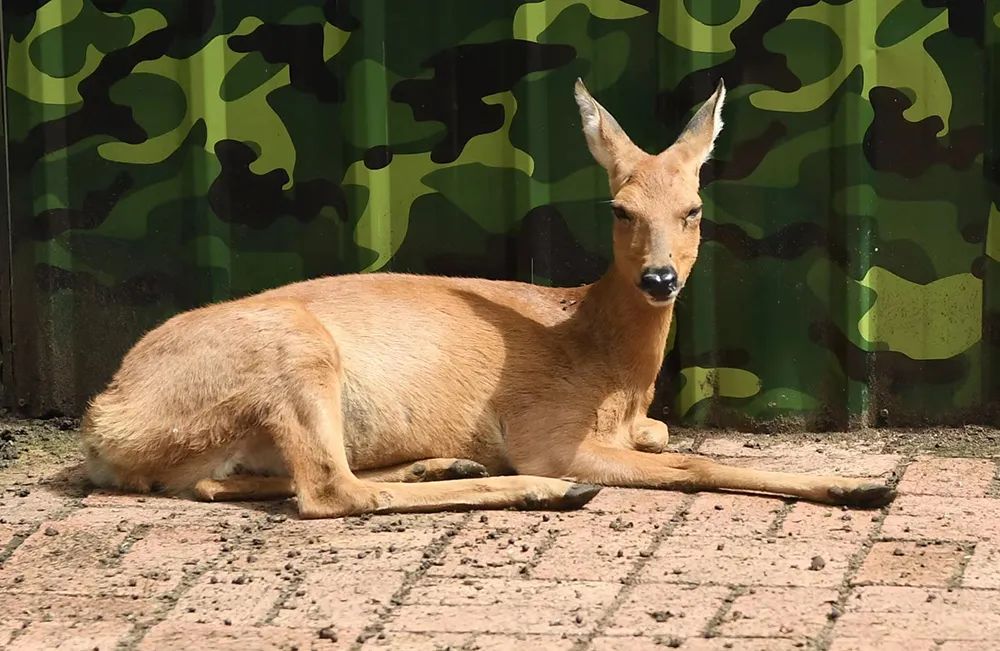 吉林白山一日游自由行攻略,白山三道沟自驾游攻略