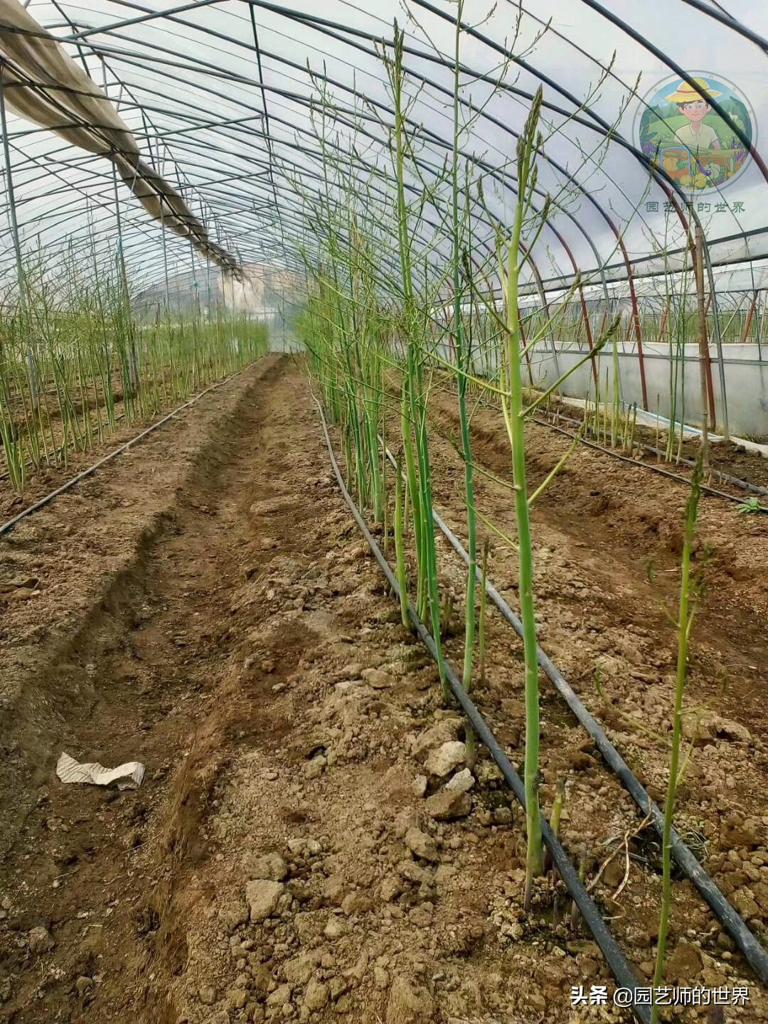 种植100万亩芦笋需育苗多少亩,带根芦笋怎么种植