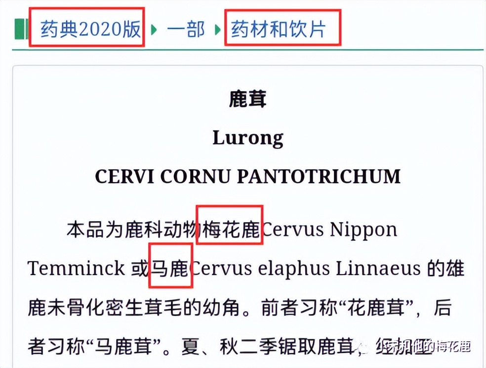 梅花鹿假冒,鲜梅花鹿茸真假鉴别