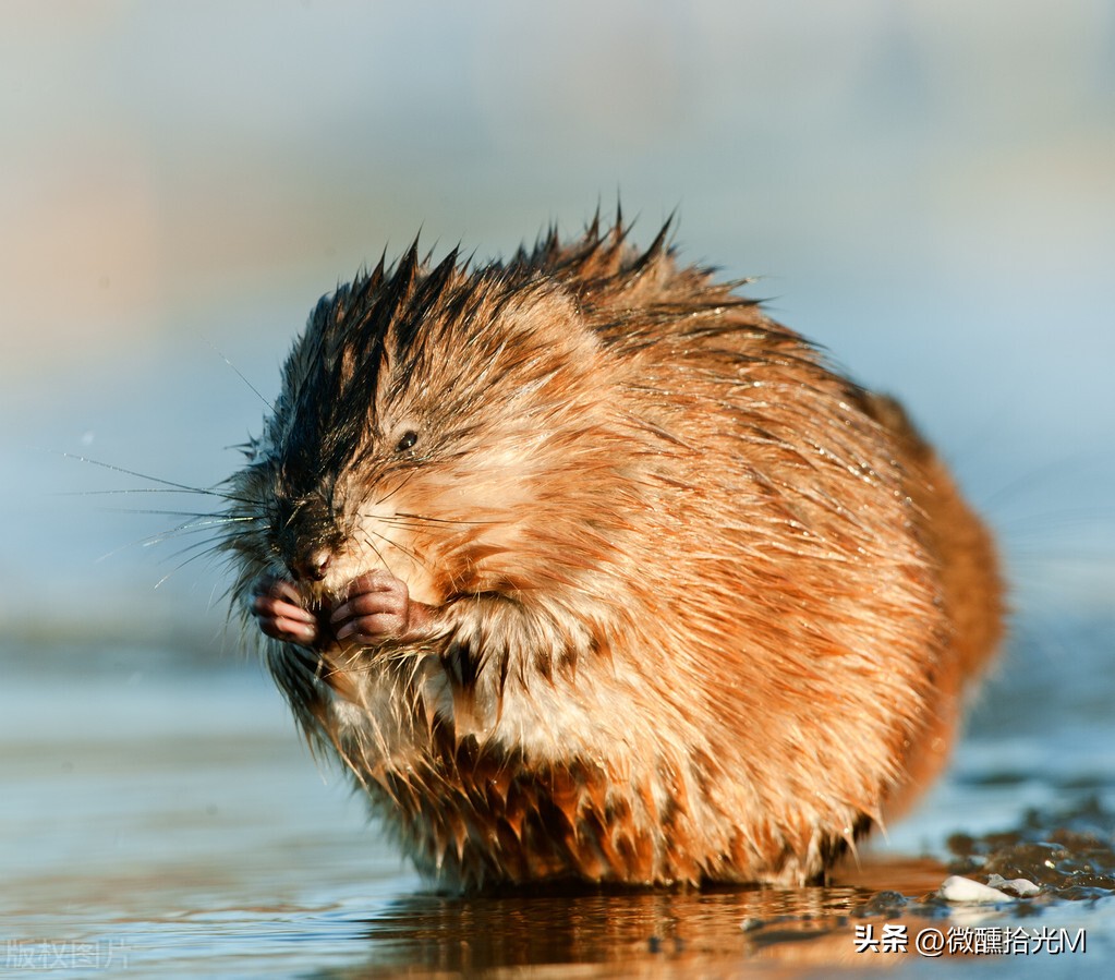 猫屎咖啡和蓝山咖啡哪个好些,猫屎咖啡是国际十大奢侈品吗