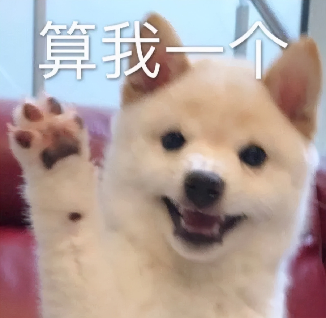 狗狗分得清人类的长相吗,在狗狗眼里分男女吗