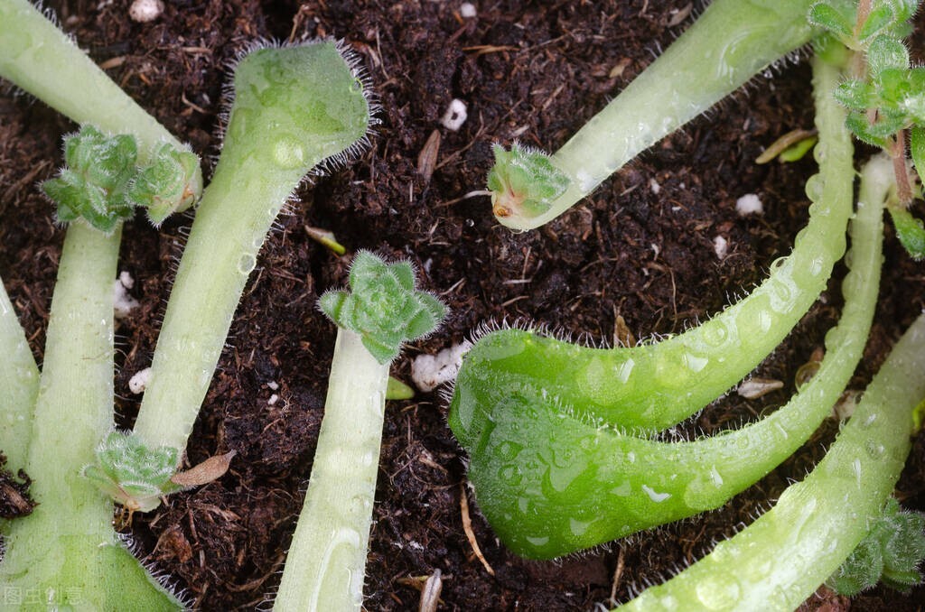 职业病矽肺病一期赔偿是多少,职业病矽肺能治疗吗