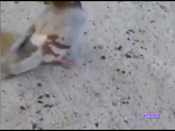 英国出现“僵尸”鸽子,英国出现僵尸鸽子人类会感染吗