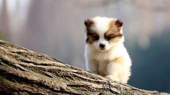 狗狗老是半夜乱叫怎么办,狗狗总是半夜嚎叫怎么回事