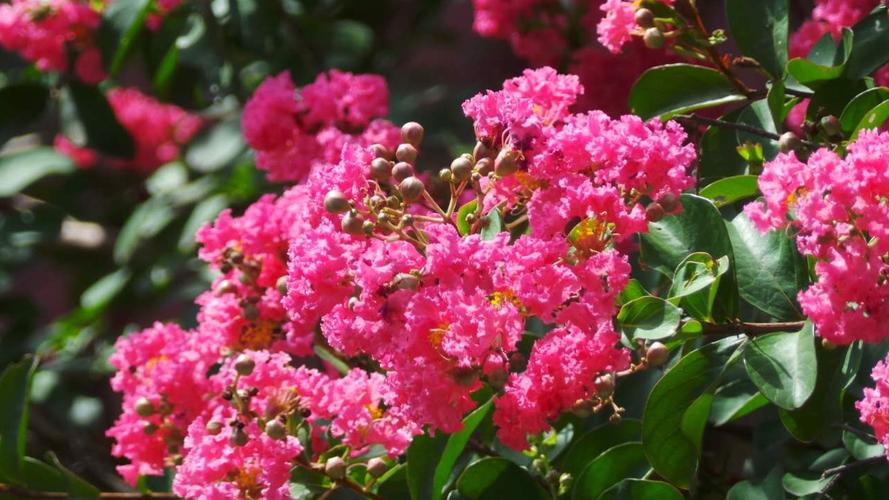 红楼梦薛家衰落的原因,红楼梦金钏为什么那么悲惨