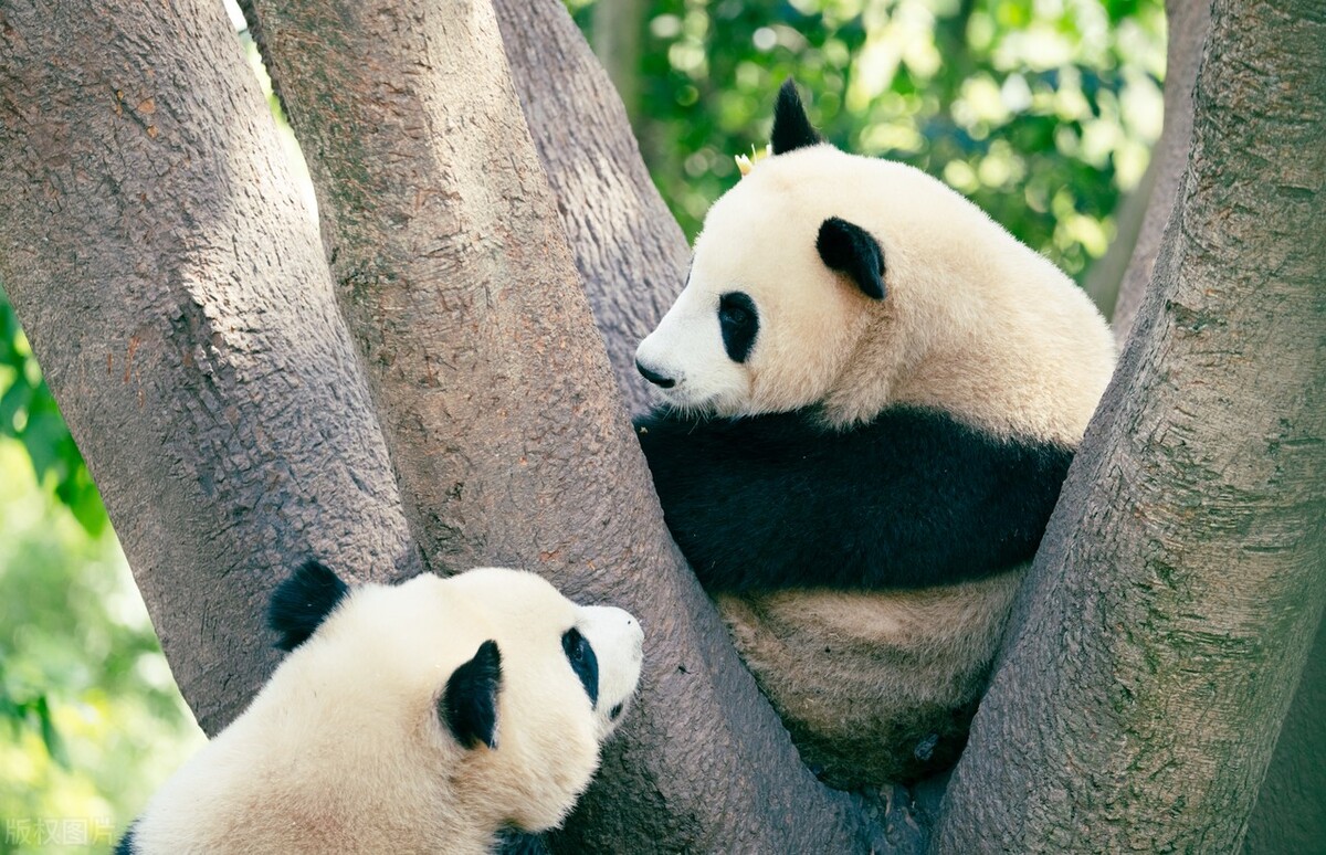 推荐成都最值得去玩的地方,成都最出名最好玩的地方