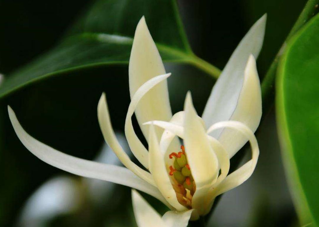 白兰花芽多影响长花苞怎么办,白兰花开花少