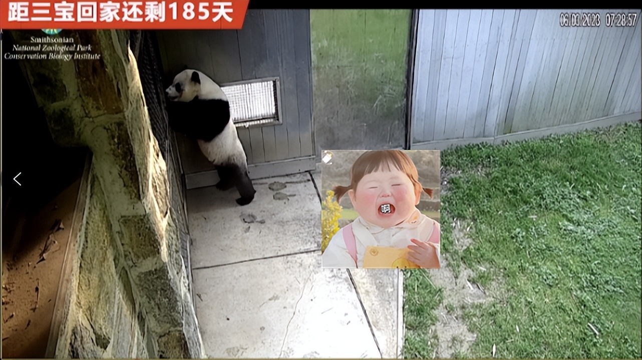 6.3日小奇迹崽崽:快给本崽崽多多上供能吃的竹子和竹笋