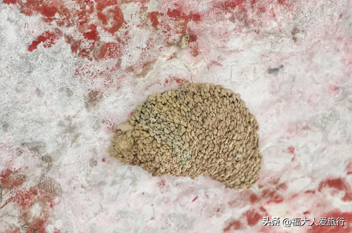 云南西双版纳热带植物园官网,西双版纳植物园全面讲解