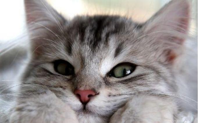 猫咪不吃猫粮怎么办只吃火腿,猫咪的猫粮和罐头应该怎么吃