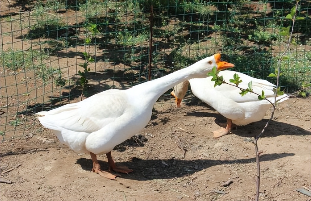什么植物可以防止蛇,什么植物可以防蛇进家