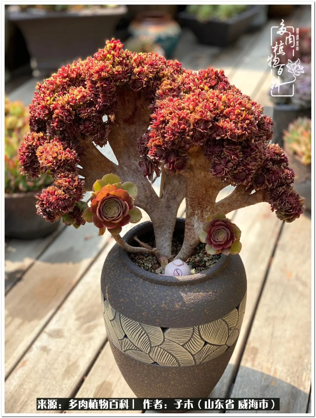 法师多肉成长史,法师多肉新手教程