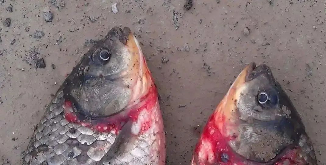 鲫鱼鳃出血是什么原因,鲫鱼鳃出血能用石灰吗