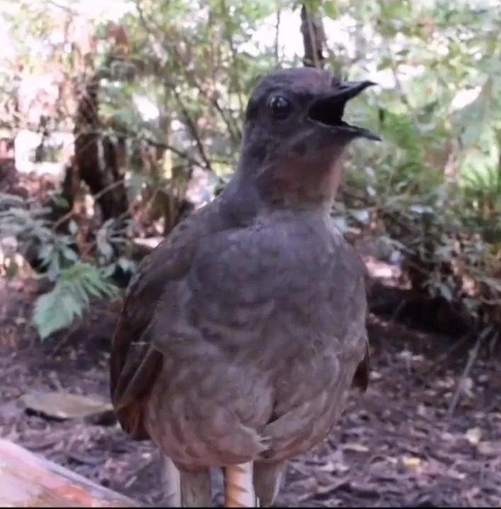 动物千姿百态,动物园的动物千姿百态