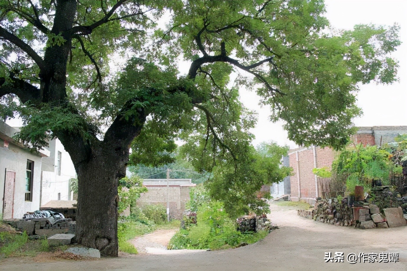 王志英所有的视频,王志英豫剧唱段