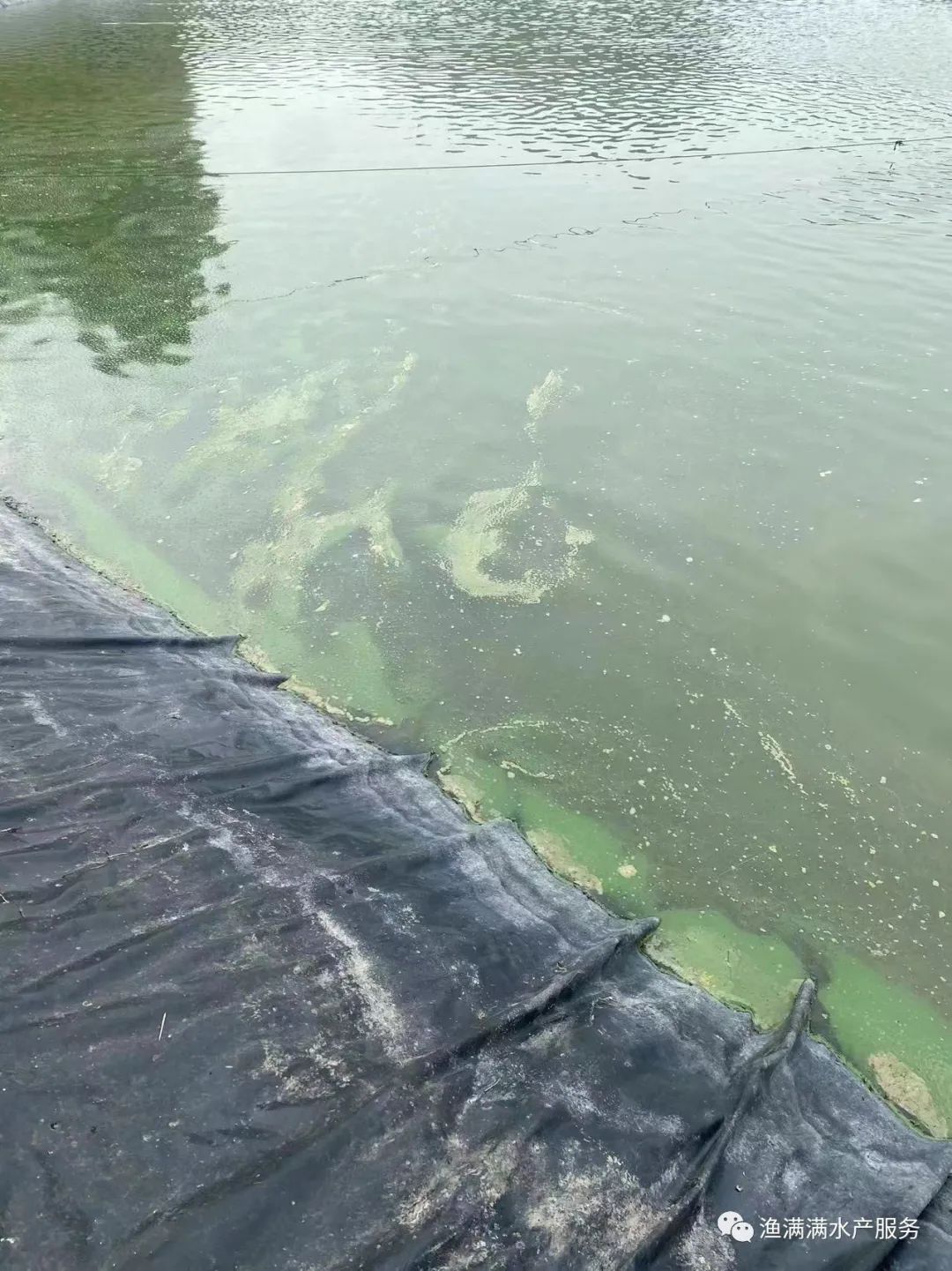 南美白对虾养殖前需要注意什么,南美白对虾养殖技术全过程求回答