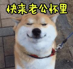 这5类狗已经出现在禁养名单上了,这5种狗不建议力气小的人养