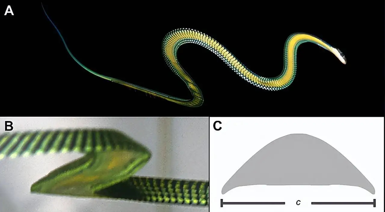 蛇类科普15种奇特的蛇,神奇的蛇类大揭秘