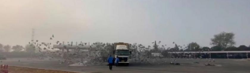 归巢率,陕西威奇赛鸽公棚春棚2020成绩