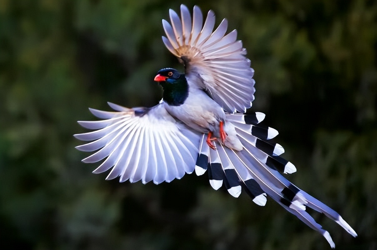 厦门行道树鸟攻击人,厦门鸟攻击人