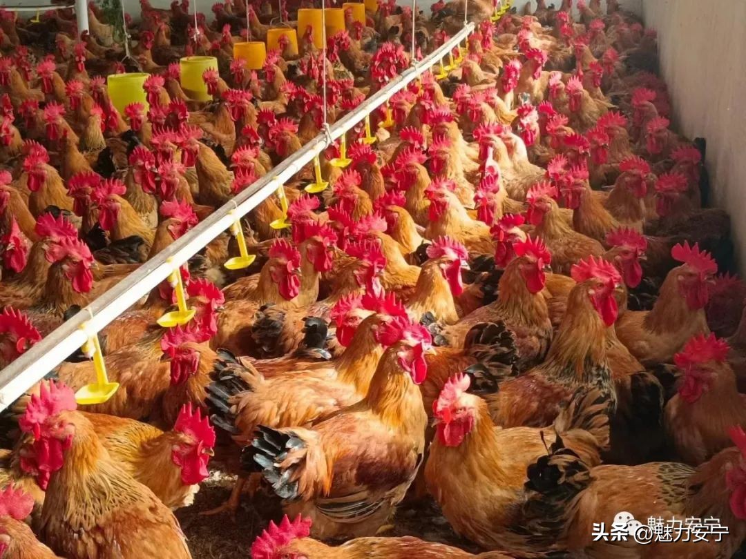 安宁2022经济发展,安宁区2022经济发展目标