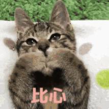 新手常见的害猫行为,养猫注意预防哪些疾病