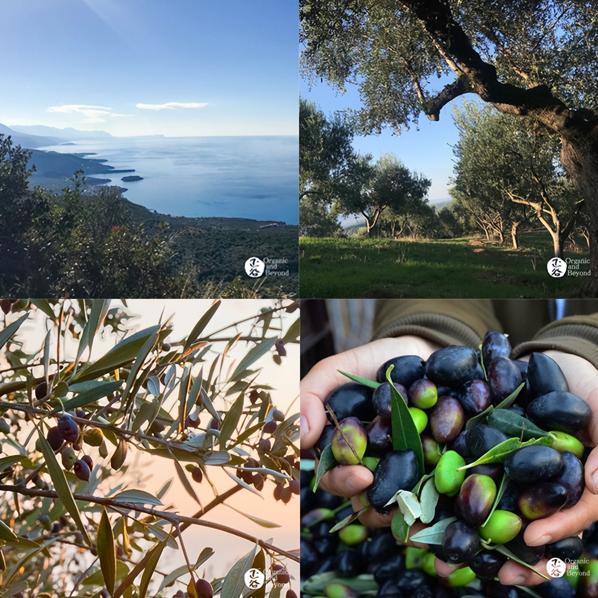 特级初代橄榄油,100%特级冷榨橄榄油推荐