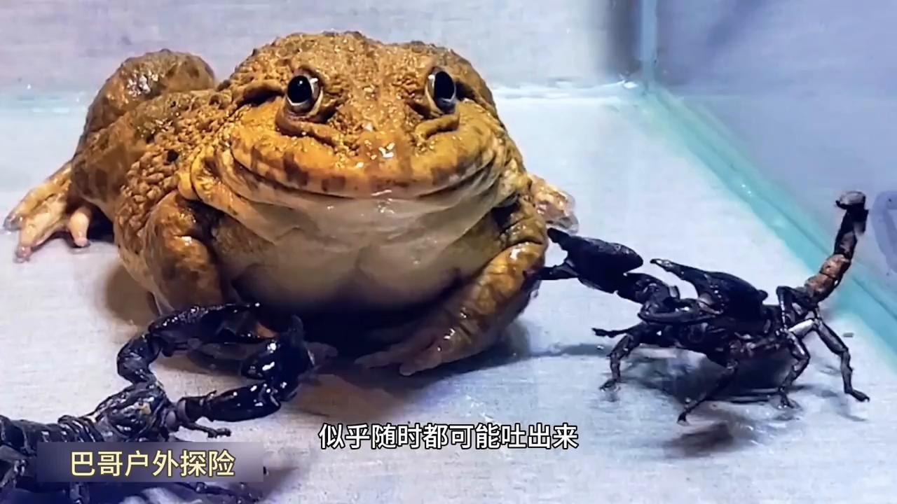 牛蛙捕食牛蛙,生吞牛蛙动物世界