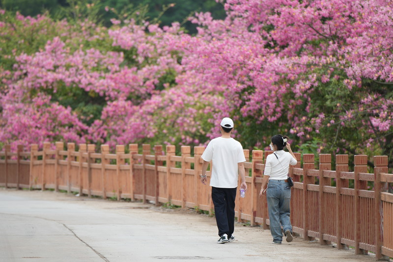 深圳旅游最佳观鸟时间,深圳春季海边旅游攻略最新