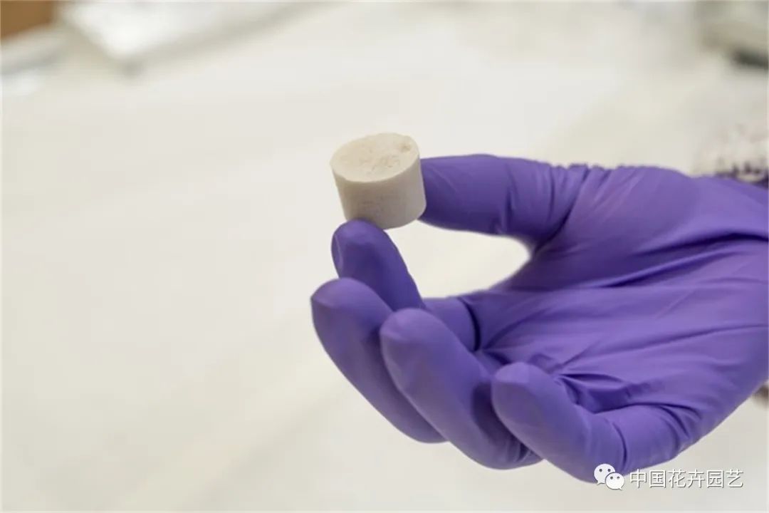 荷兰世园会“日本日”活动举行科学家发明“人发种植基质”|每周国际花讯