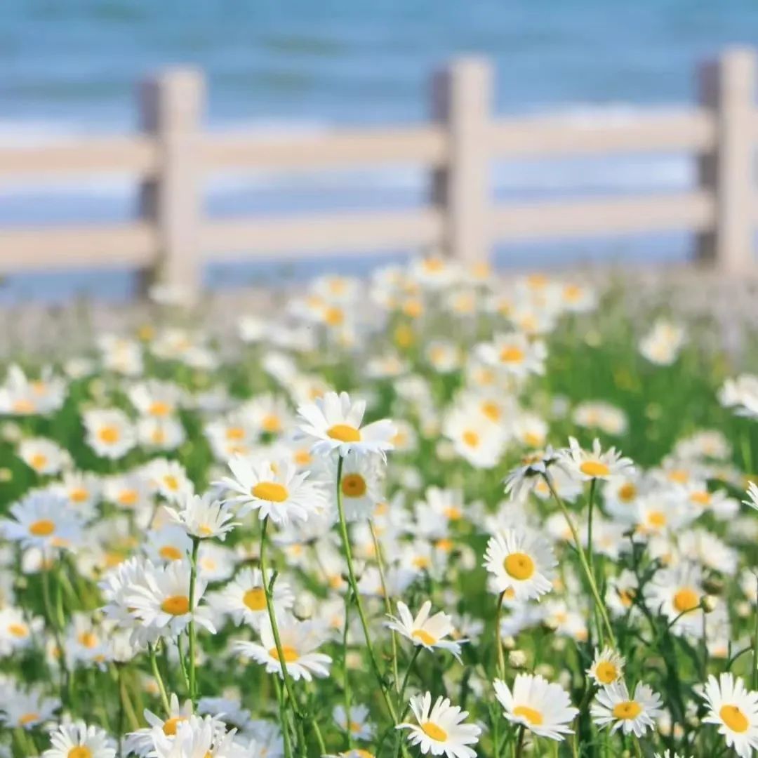 风景素材治愈系哪里找,高级感风景治愈系图片