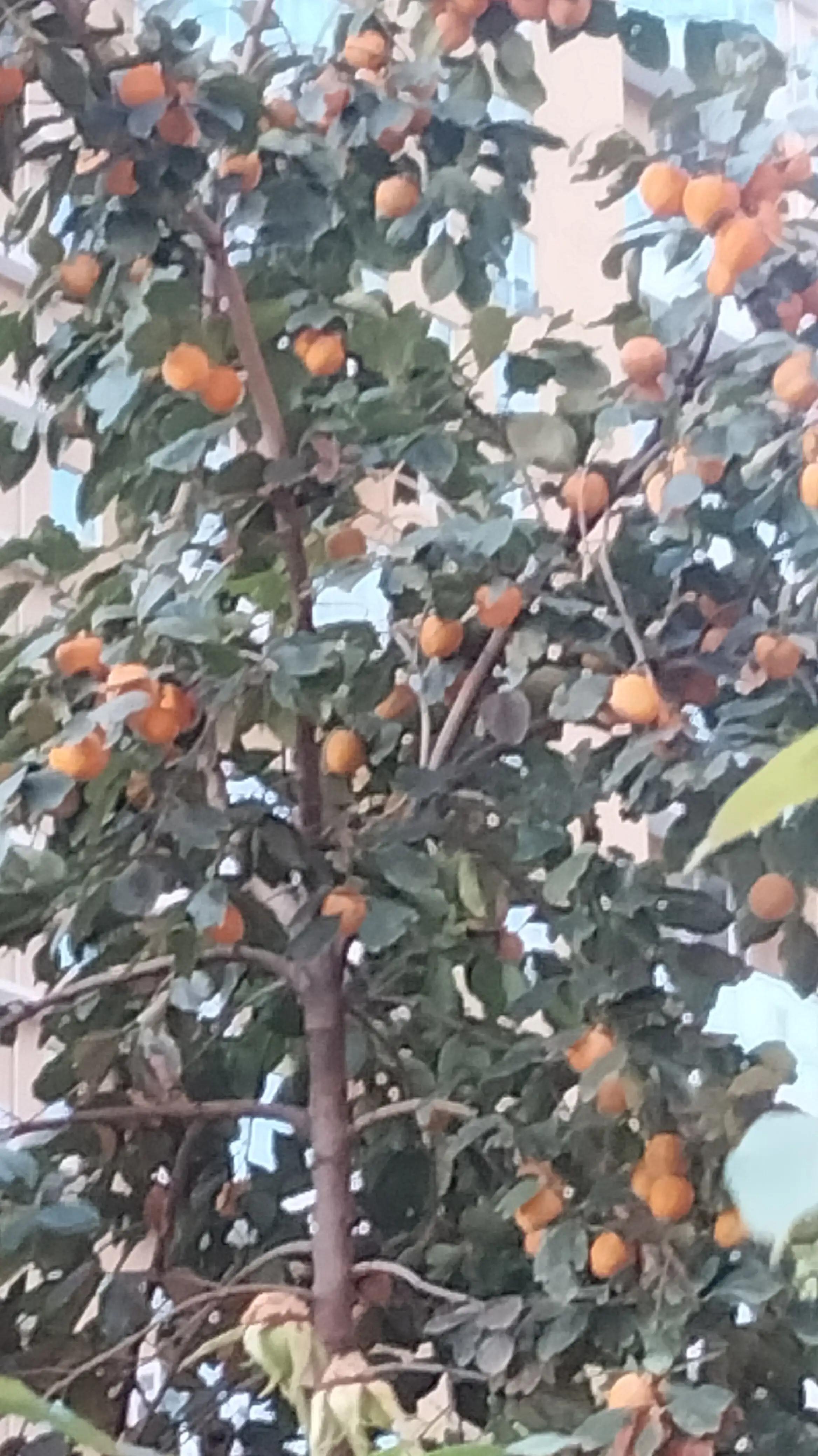 自然风景柿子树,柿子树拍出的照片