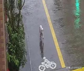 中山坦洲泰迪犬出售,中山三乡泰迪狗出售