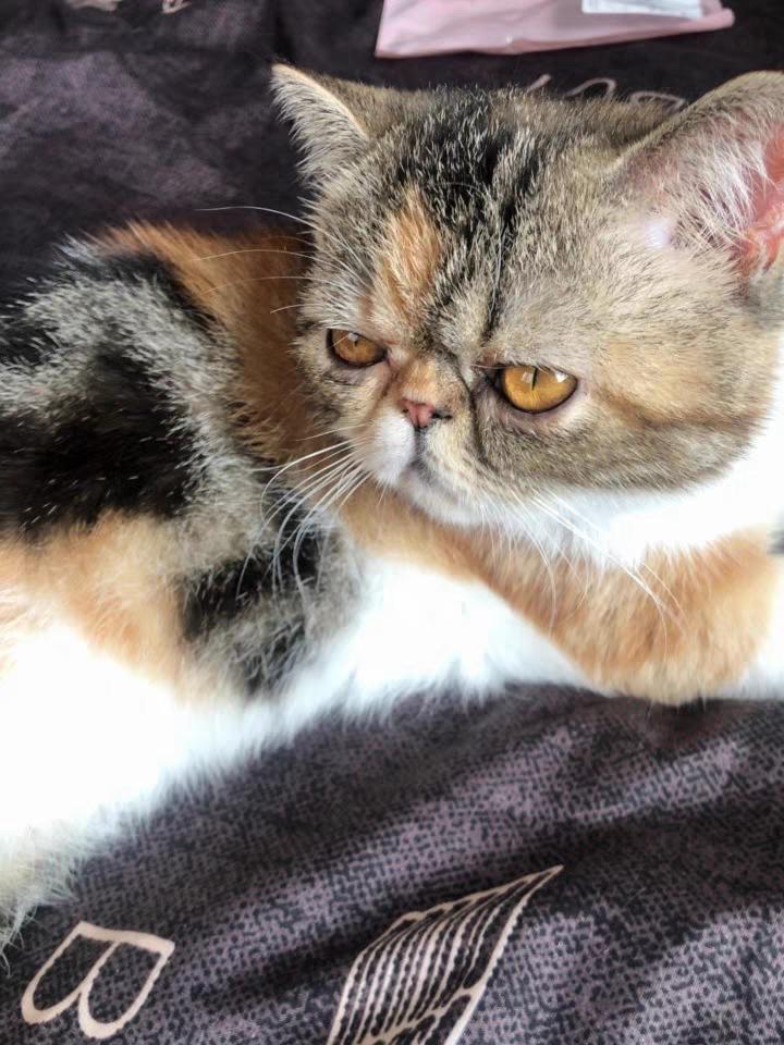 猫掉毛用什么猫粮好,hagennutrience猫粮怎么样