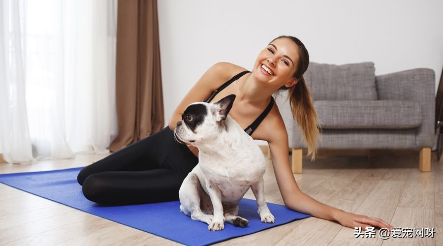 训练狗狗听话的技巧,狗狗接飞盘训练技巧