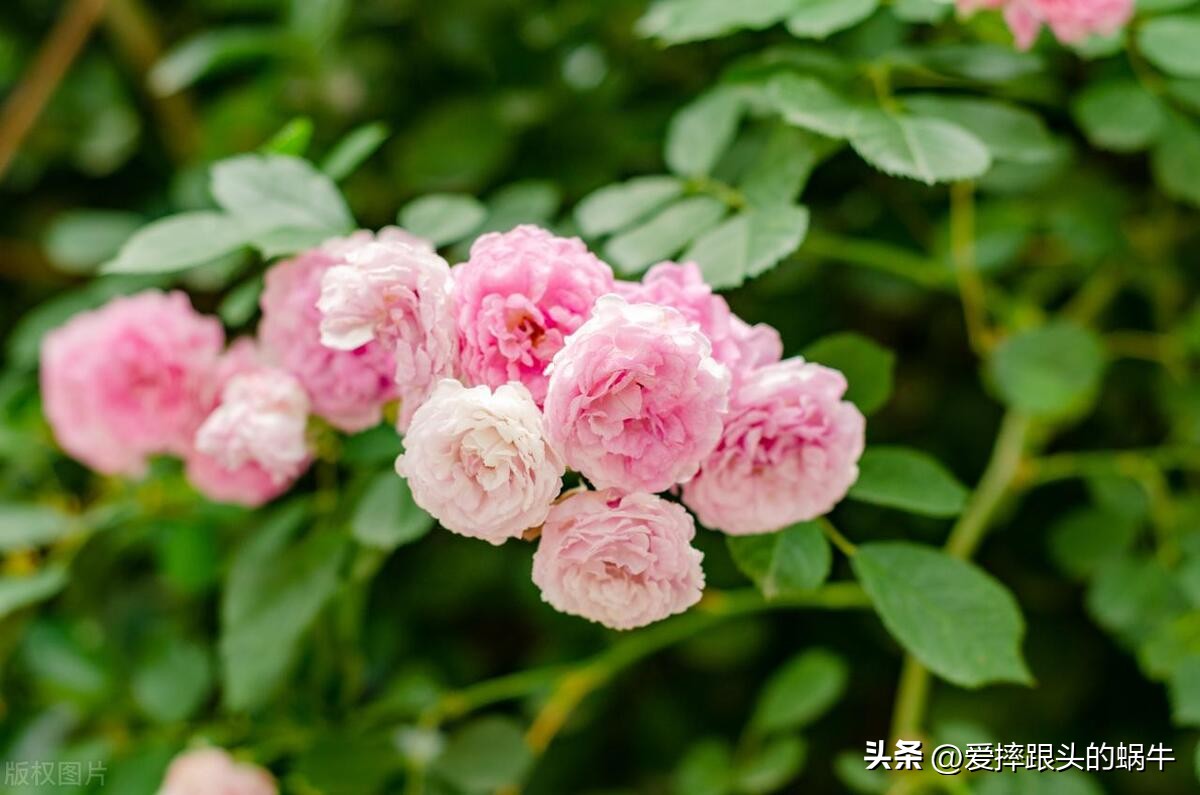 生如夏花灿烂的时候,生如夏花绚烂绽放歌曲视频