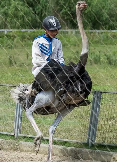 鸵鸟利润这么大为啥养的人不多,中国大型鸵鸟