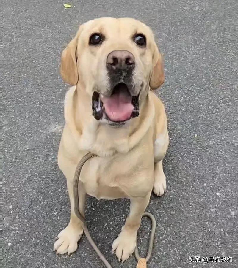 附近流浪的黑色拉布拉多犬,附近寻拉布拉多犬启事