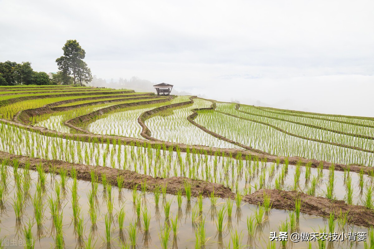 水稻田施肥有哪些方法,农村水稻施肥的方法