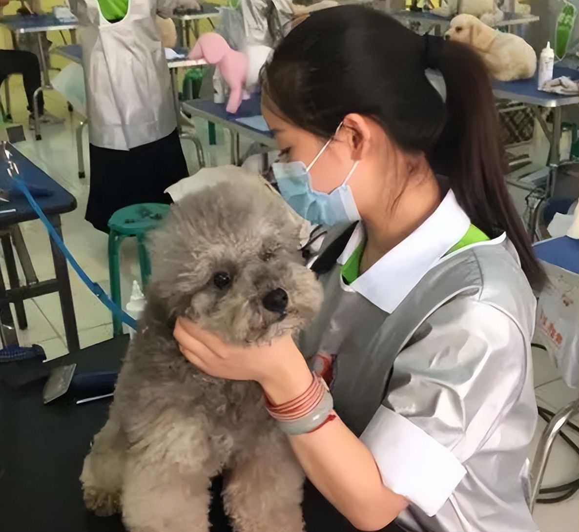 宠物美容加盟店怎么开好呢,宠物美容店加盟哪家好