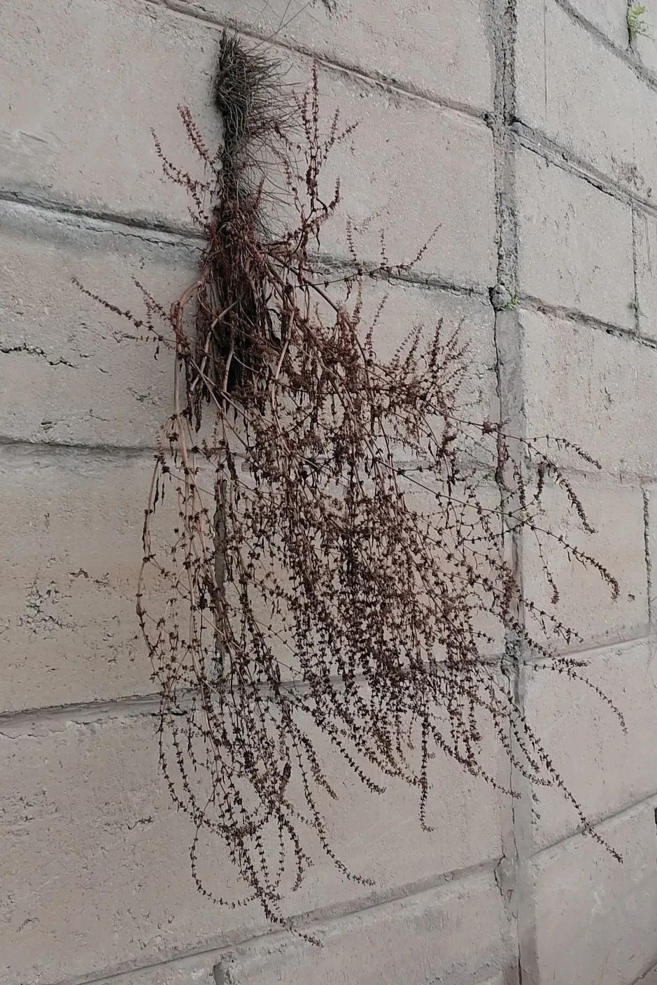 她用“日晒”完成植物在身体的转印,完成一次非常规的光合作用