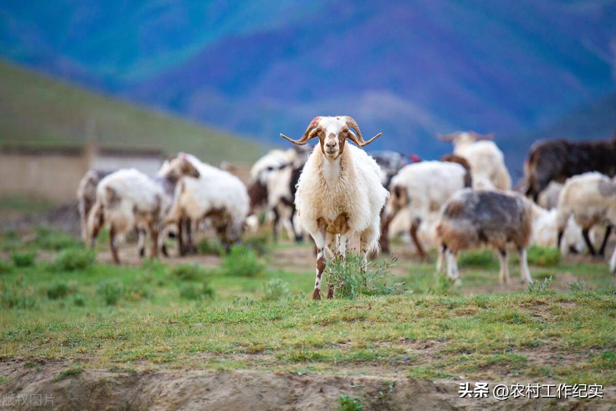 2024年羊价会不会上涨呢,预测2024年羊的价格会怎么样