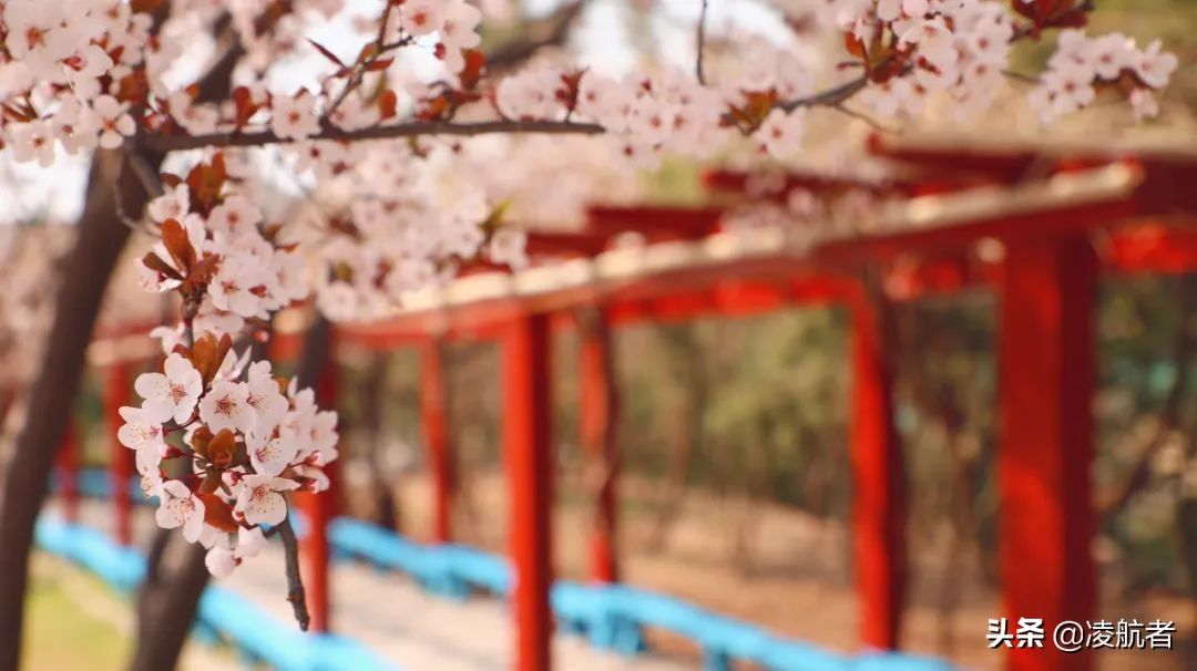 共赴春之约携手新征程,共赴春天之约携手砥砺前行