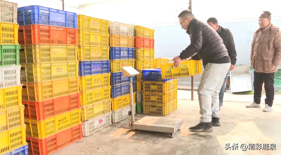 山海湖生态甲鱼养殖基地,河北石家庄甲鱼养殖