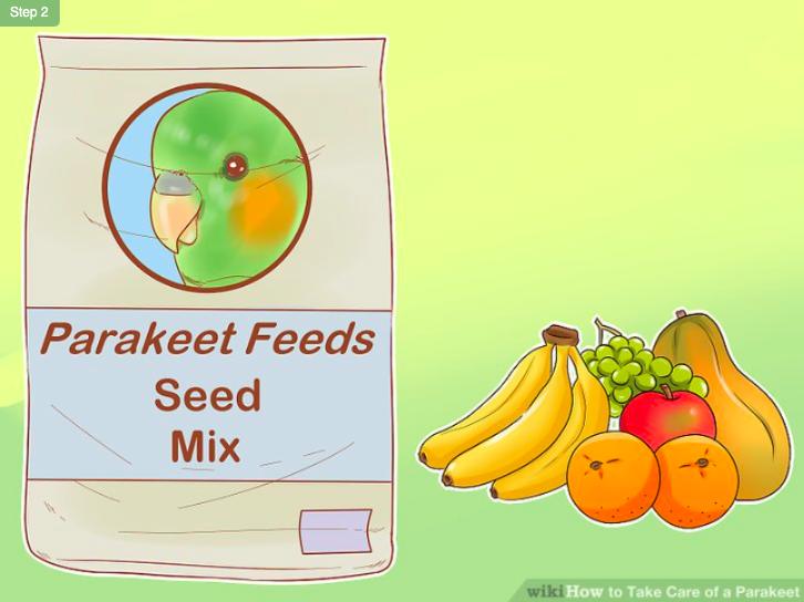 怎么照顾虎皮幼鸟,怎么照料小虎皮鹦鹉