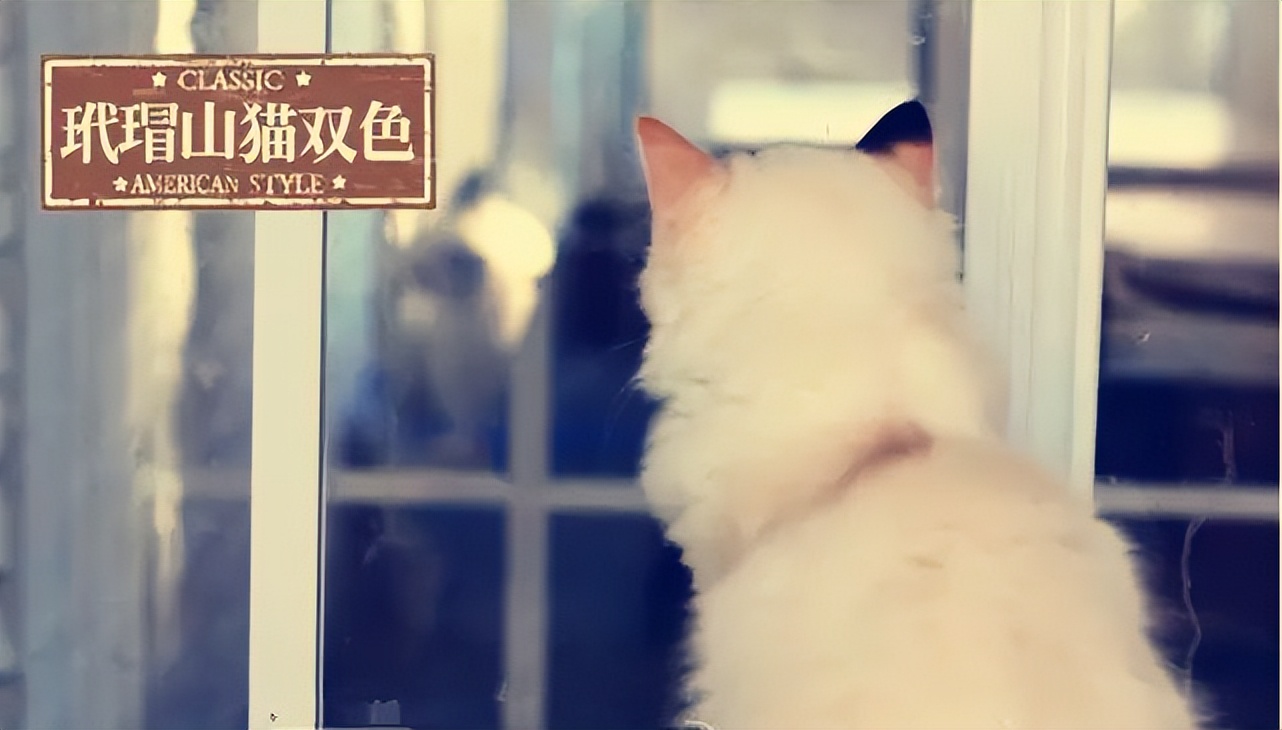 布偶猫什么是蓝双什么是海双,布偶猫种类英文