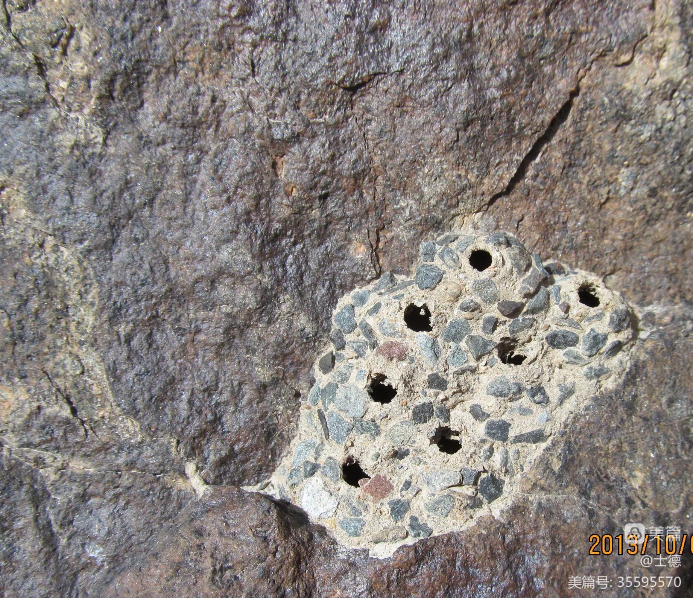 最高的马蜂窝,神奇的马蜂窝