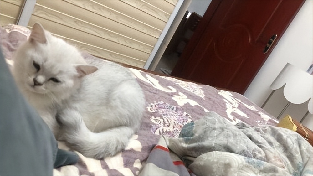 猫咪吃得少瘦了但精神好,猫咪体内有虫会吃得少吗