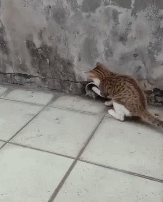 为什么中华田园猫很受人喜爱,养中华田园猫费钱吗