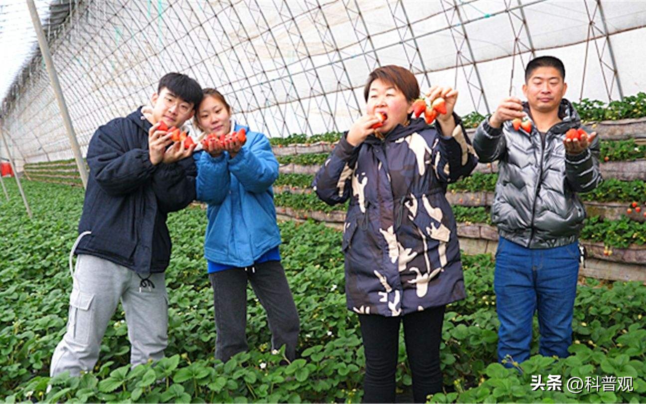 日本垄断中国市场百分之多少,日本垄断的西兰花